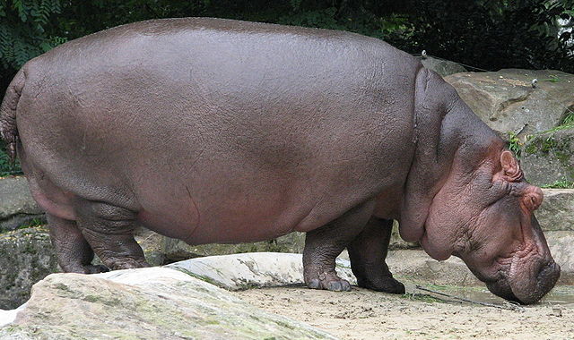 hippo Hippos are the most dangerous animals on earth.